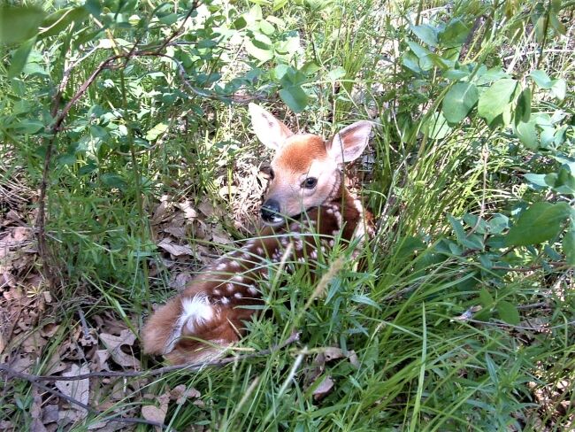 White tailed deer